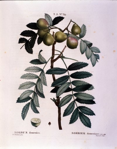 Botanik: Zweig des Speierlings (Sorbus domestica). Tafel aus „Nouveau Duhamel du Monceau oder Traité des Arbres et Arbustes Cultivés en France“. Aquarell von Pierre Joseph Redouté (1759-1840) 1819 von Pierre Joseph (after) Redoute
