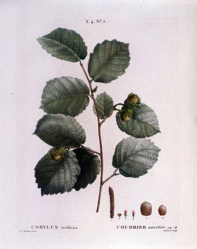 Botanik: Haselnusszweig. Tafel aus 