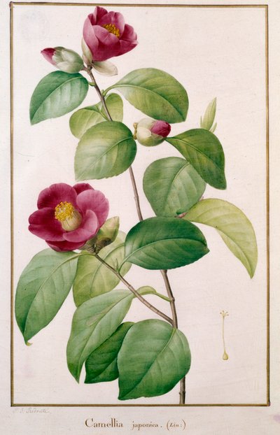 Camellia japonica von Pierre Joseph (after) Redoute