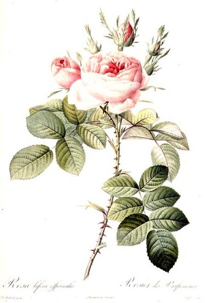 Rosa Bifera Officinalis (kolorierte Gravur) von Pierre Joseph (after) Redoute