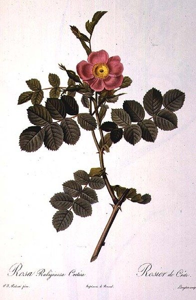 Rosa Rubiginosa Cretica, graviert von Langlois, aus 