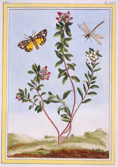 Le Petit arbousier des Aples von Pierre Joseph Buchoz