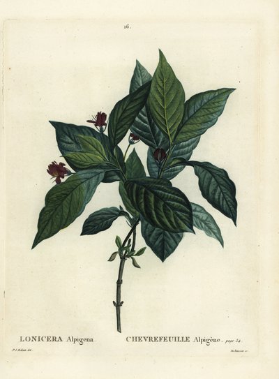 Alpen-Geißblatt, Lonicera alpigena von Pierre Joseph Redouté