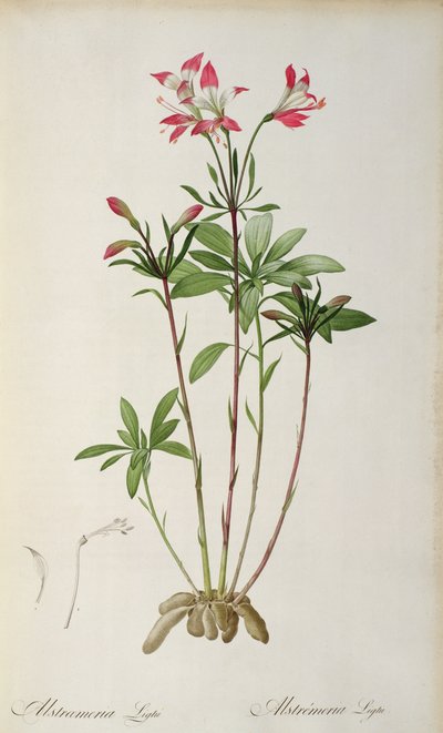 Alstraemeria Ligtu, aus 