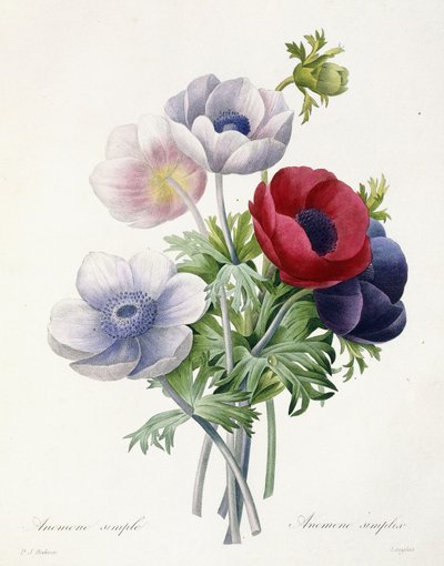 Anemone Simple, aus "Choix des Plus Belles Fleurs et des Plus Beaux Fruits" von Pierre Joseph Redoute, 1829 von Pierre Joseph Redouté