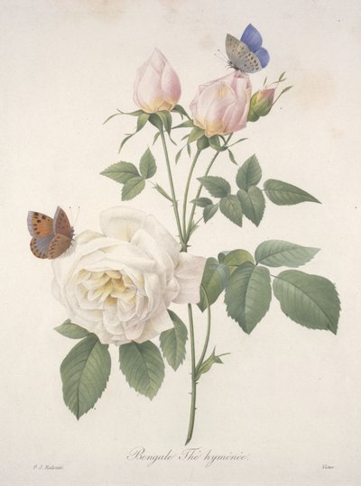 Bengale Thé hyménée, aus Choix Des Plus Belle Fleurs et des Plus Beaux Fruits, 1827 von Pierre Joseph Redouté