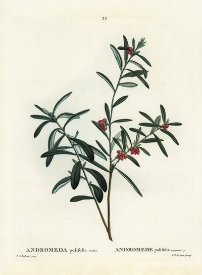 Sumpfrosmarin, Andromeda polifolia. Handkolorierte Punktstichgravur nach einer Illustration von Pierre-Joseph Redouté aus Henri Louis Duhamel du Monceau