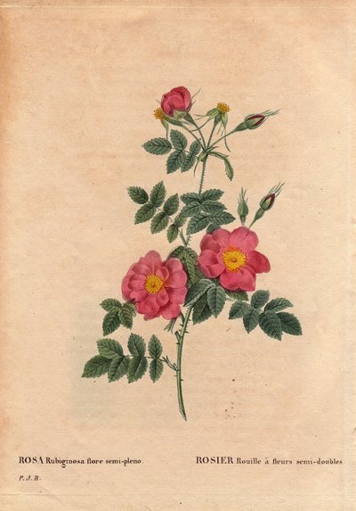 Botanische Tafel, Blume, Rosensorte: Rose Rust hat halbgefüllte Blüten (Rosa rubiginosa flora semi pleno), gewonnen aus Samen und gezüchtet von P.J. Redoute um 1806. In „Les Roses“, Band 2 von Pierre Joseph Redoute (1759-1840) von Pierre Joseph Redouté