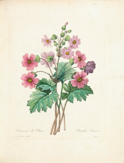 Chinesische Primel, graviert von Bessin, aus 
