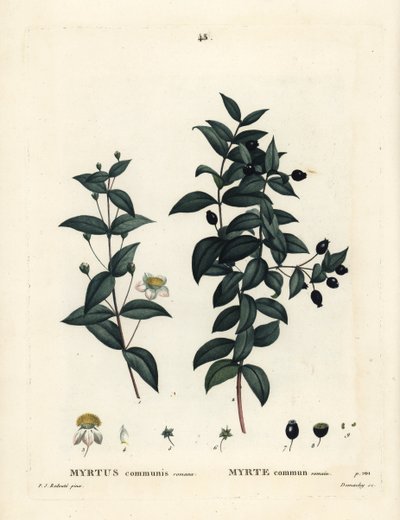 Gewöhnliche Myrte, Myrtus communis. Handkolorierte Punktstichgravur von Demachy nach einer Illustration von Pierre-Joseph Redouté aus Henri Louis Duhamel du Moncels „Traité des Arbres et Arbustes“, Paris von Pierre Joseph Redouté