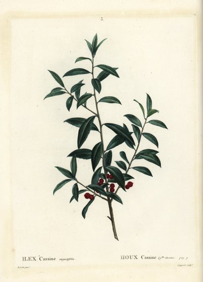 Dahoon-Stechpalme oder Cassina, Ilex cassine. Handkolorierter Stich von Coqueret nach einer Illustration von Pierre-Joseph Redouté aus Henri Louis Duhamel du Moncels „Traité des Arbres et Arbustes“, Paris von Pierre Joseph Redouté