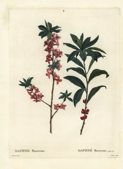 Daphne oder Seidelbast, Daphne mezereum von Pierre Joseph Redouté