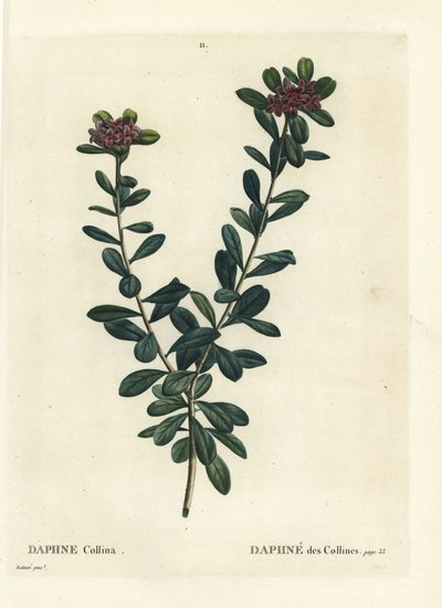 Daphne sericea (Daphne collina) von Pierre Joseph Redouté
