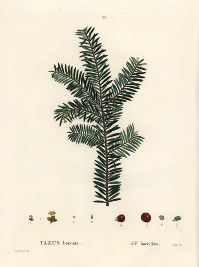 Europäische Eibe, Taxus baccata. Handkolorierter Stich nach einer Illustration von Pierre-Joseph Redouté aus Henri Louis Duhamel du Moncels „Traité des Arbres et Arbustes“, Paris von Pierre Joseph Redouté