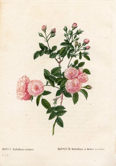 Fleischrosa Multiflora, Rosa multiflora var. carnea, Rosier Multiflora mit carnea Blumen von Pierre Joseph Redouté