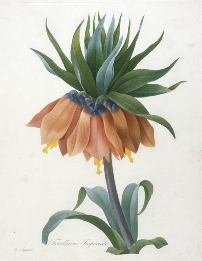 Fritillaria Imperialis, aus Choix Des Plus Belle Fleurs et des Plus Beaux Fruits, 1827 von Pierre Joseph Redouté