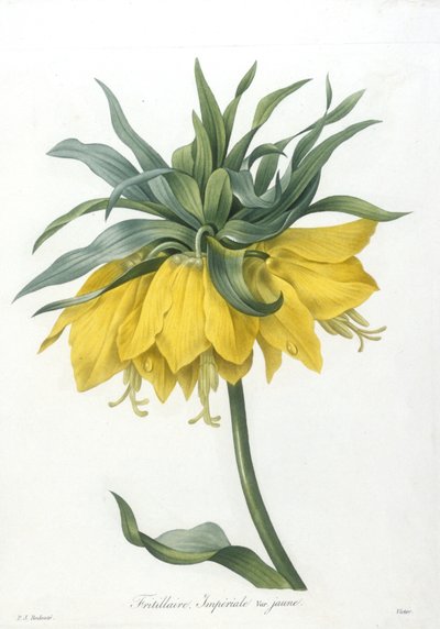 Fritillaire, Imperiale variété jaune, aus Choix Des Plus Belle Fleurs et des Plus Beaux Fruits, 1827 von Pierre Joseph Redouté