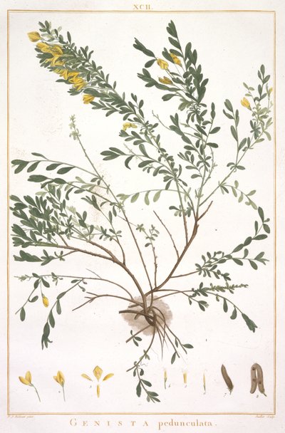 Genista pedunculata, aus Stripes Novae aut Minus Cognitae, 1784 von Pierre Joseph Redouté