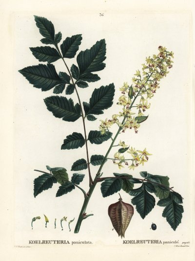 Goldregenbaum, Stolz von Indien, Chinabaum oder Lackbaum, Koelreuteria paniculata. Handkolorierter Stich nach einer Illustration von Pierre-Joseph Redouté aus Henri Louis Duhamel du Moncels Traité des Arbres et Arbustes, Paris von Pierre Joseph Redouté
