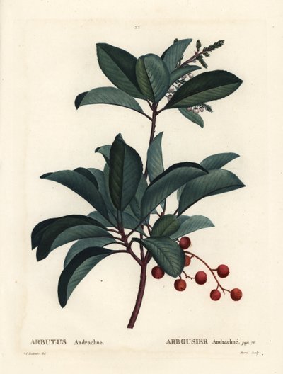 Griechischer Erdbeerbaum, Arbutus andrachne von Pierre Joseph Redouté