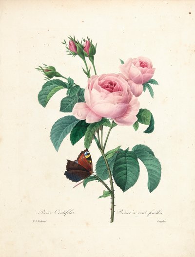 Hundertblättrige Rose, graviert von Langlois, aus Choix des Plus Belles Fleurs et des Plus Beaux Fruits, Bd. I von Pierre Joseph Redouté