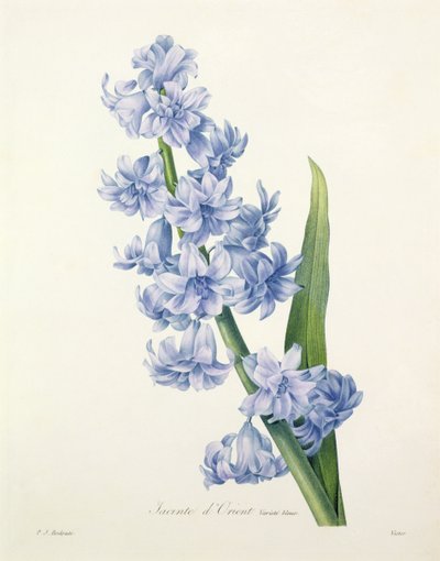 Hyacinthus orientalis (gewöhnliche Hyazinthe), graviert von Victor, aus 