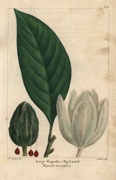 Großer Magnolienbaum, große Lorbeer, Magnolia grandiflora (Gravur) von Pierre Joseph Redouté