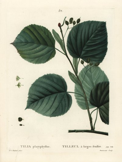 Großblättrige Linde, Tilia platyphyllos. Handkolorierter Stich von Du Ruisseau nach einer Illustration von Pierre-Joseph Redouté aus Henri Louis Duhamel du Monceau