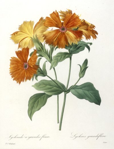 Lychnide a grandes fleurs, Lychnus grandiflora, aus Choix Des Plus Belle Fleurs et des Plus Beaux Fruits, 1827 von Pierre Joseph Redouté
