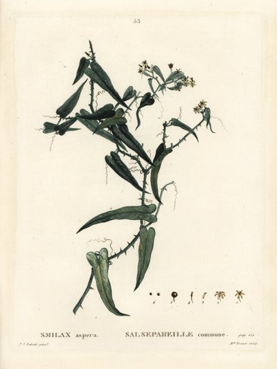 Mittelmeer-Stechwinde, Smilax aspera. Handkolorierte Punktstichgravur von Miss Brenet nach einer Illustration von Pierre-Joseph Redouté aus Henri Louis Duhamel du Monceau