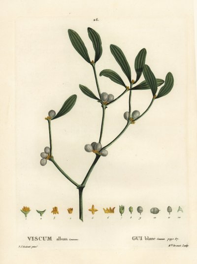 Mistel, Viscum album. Handkolorierte Punktstichgravur von Miss Brenet nach einer Illustration von Pierre-Joseph Redouté aus Henri Louis Duhamel du Moncels „Traité des Arbres et Arbustes“, Paris von Pierre Joseph Redouté