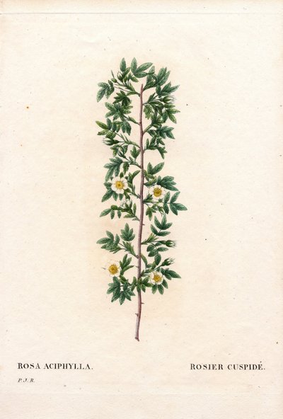 Rosa canina, Sorte Rosa aciphylla. Handkolorierter Kupferstich aus Pierre Joseph Redoutés „Les Roses“, Paris von Pierre Joseph Redouté