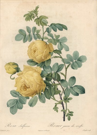 Rosier des Türken - Radierung von Langlois, nach einer Illustration von Pierre Joseph Redoute (1759-1840), aus Les Roses. von Pierre Joseph Redouté