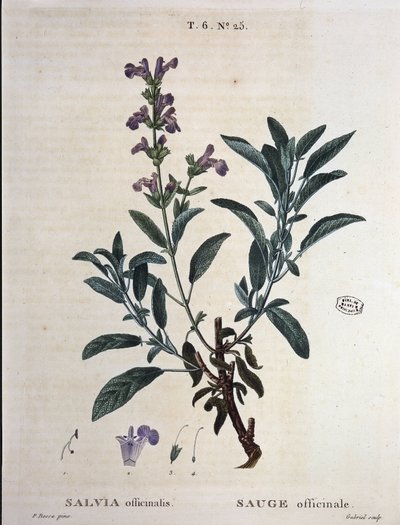Salbei officinale - in "Nouveau Duhamel ou traité des arbres et arbustes que le crove en France", Zeichnungen von P.J. Redouté und P. Bessa, Paris von Pierre Joseph Redouté