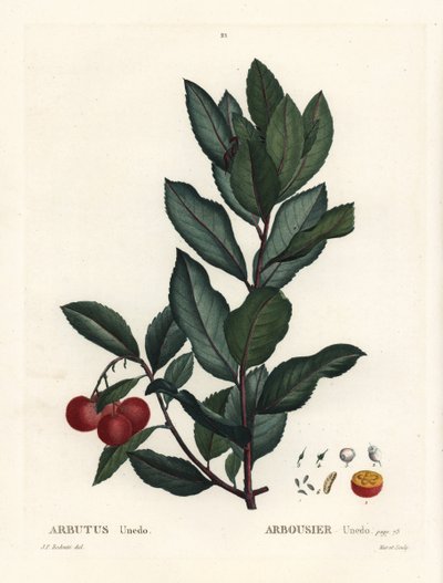 Erdbeerbaum, Arbutus unedo von Pierre Joseph Redouté
