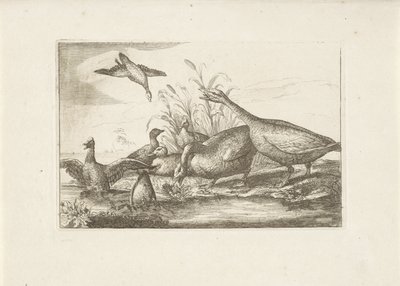 Enten und Gänse von Pieter Schenk (I) (attributed to)