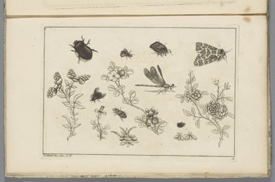 Blumenzweige mit Insekten von Pieter Schenk (II)