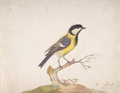 Eine Kohlmeise Parus major auf einem Ast sitzend, 1670-93 von Pieter Withoos