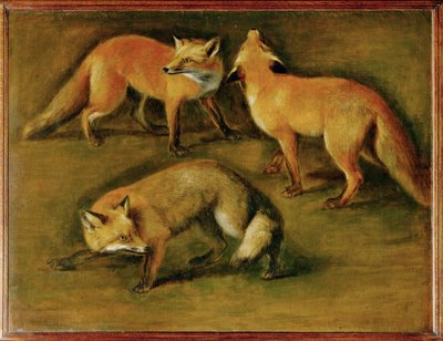 Ein Fuchs von Pieter or Peter Boel