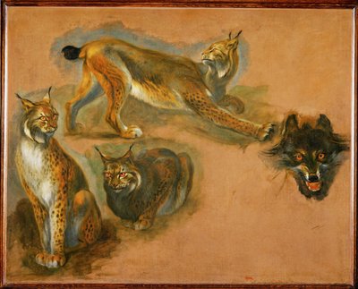 Ein Luchs, Kopf eines Wolfes von Pieter or Peter Boel