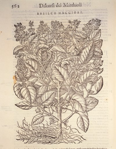 Basilikum (Ocymum basilicum) von Pietro Andrea Mattioli