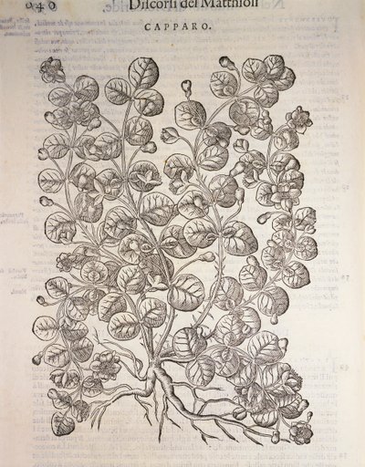 Kapernstrauch (Capparis spinosa), Gravur von Pier Andrea Mattioli von Pietro Andrea Mattioli