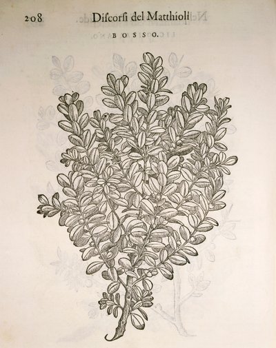 Buchsbaum (Buxus sempervirens) von Pietro Andrea Mattioli