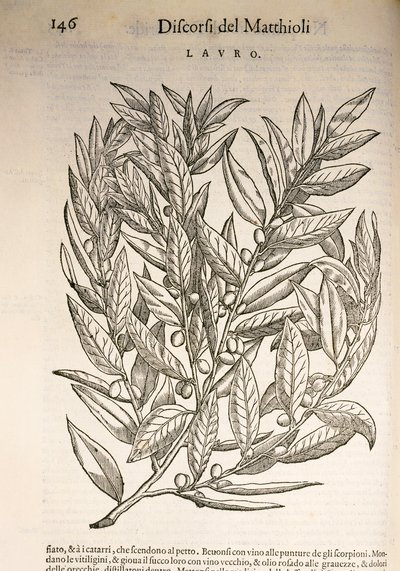 Lorbeer (Laurus), Gravur von Pier Andrea Mattioli von Pietro Andrea Mattioli
