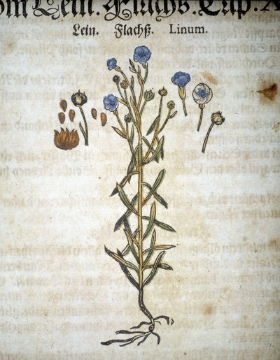 Lein oder Linum - In „Herbarium Mattioli“. von Pietro Andrea Mattioli