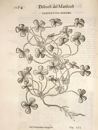 Sempervivum (Semprevivo minore), Gravur von Pier Andrea Mattioli von Pietro Andrea Mattioli