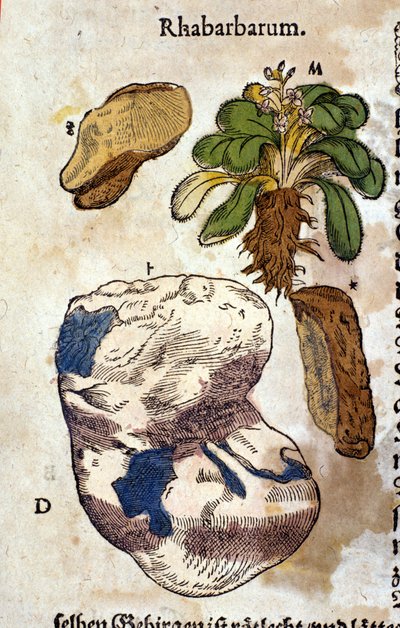 Der Rhabarber. Gravur - in „Kreutterbuch Dess Hochgelehrten unnd weitberuhmten Herrn D. Petri Andreae Matthioli“ von Pietro Andrea Mattioli (Matthiole) (1500-1577). Frankfurt von Pietro Andrea Mattioli