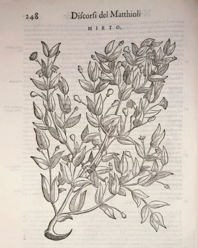 Echte Myrte (Myrtus communis), Gravur von Pier Andrea Mattioli von Pietro Andrea Mattioli