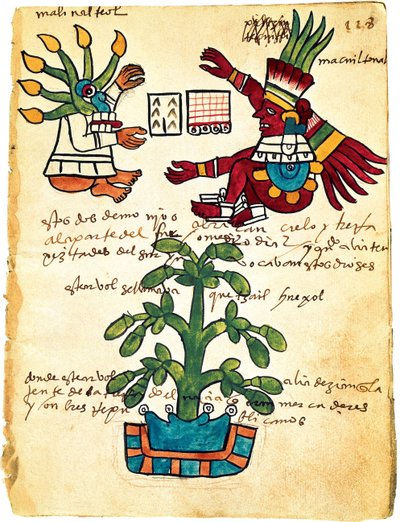 Kakaobaum aus dem Codex Tudela, 1553 von Pre Columbian art