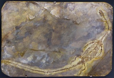 Hyphalosaurus lingyuanensis Fossil (Objekt) von Prehistoric Prehistoric